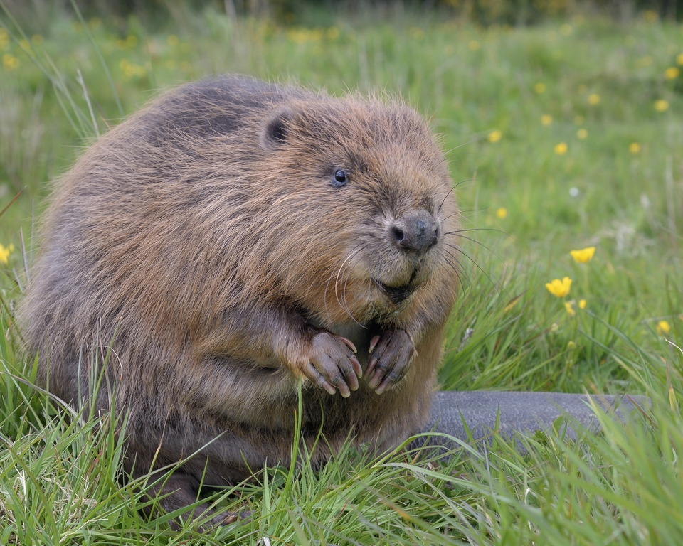 England allows wild beaver releases in ‘milestone’ for UK nature