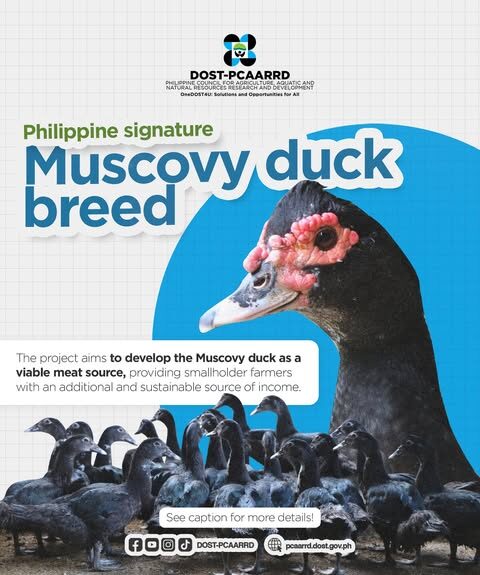 DOST-PCAARRD, IFSU Advance Muscovy Duck R&D to Boost Food Security and Livelihoods