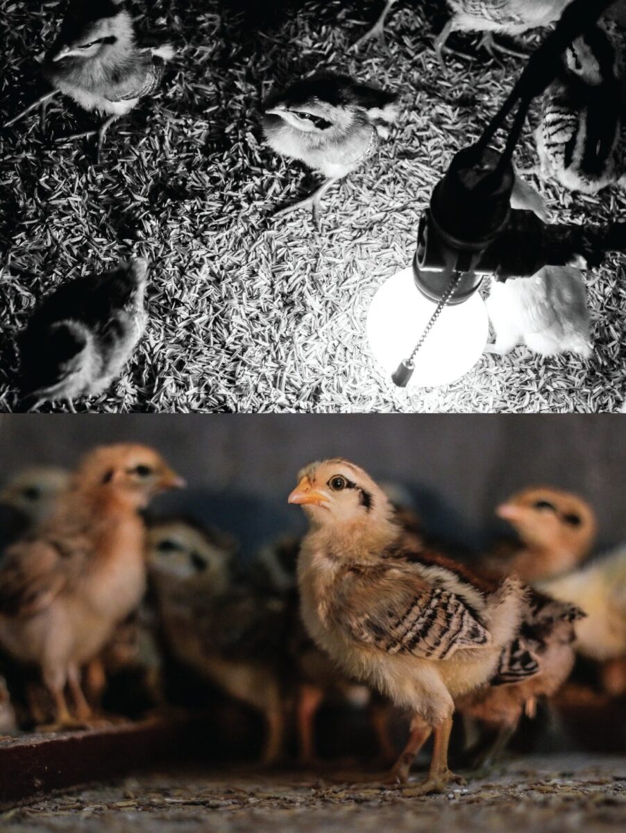 Science Preserves Ilonggo Heritage: Darag Native Chicken Gains Ground as Premium Philippine Breed