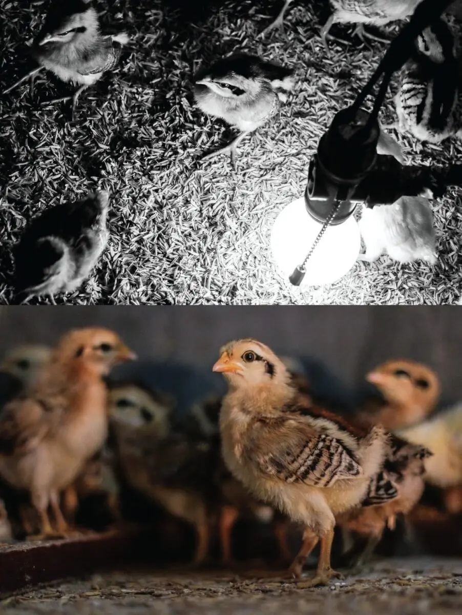 Science Preserves Ilonggo Heritage: Darag Native Chicken Gains Ground as Premium Philippine Breed