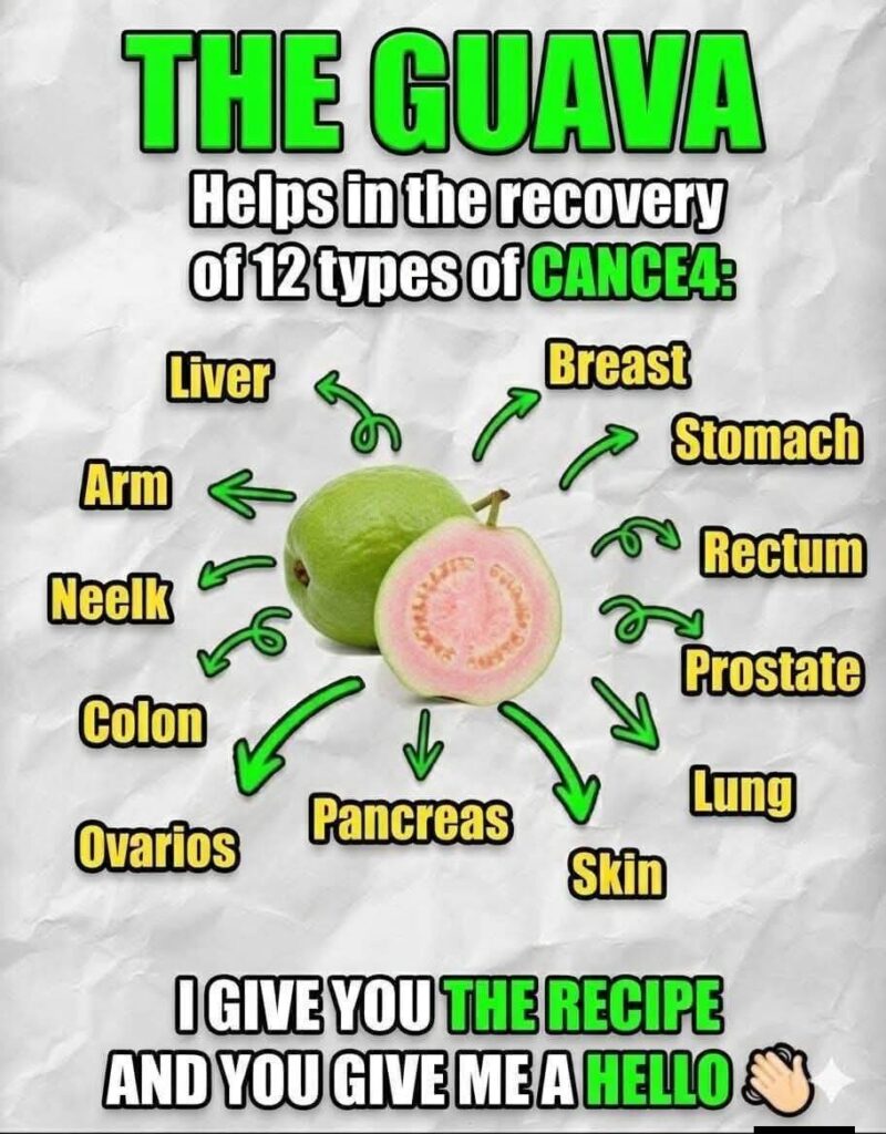 “Guava Leaves Uncovered: Nature’s Secret Weapon for Health and Healing”