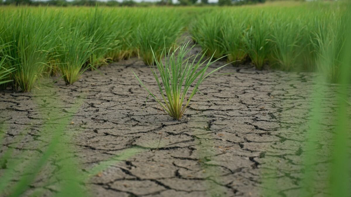 A single green rice plant growing in cracked dry earth, illustrating the super El Niño drought in the Philippines