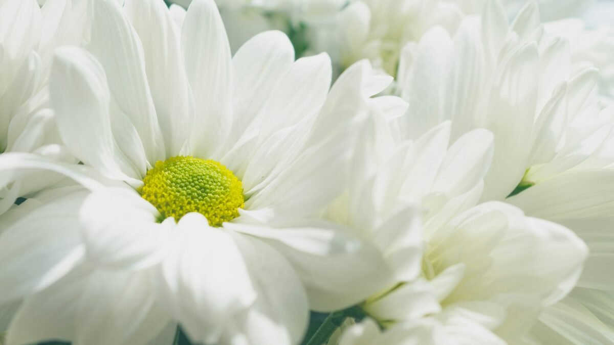 Close-up of white chrysanthemum flowers, the blooms traditionally brought to cemeteries on Undas